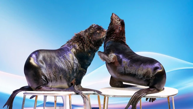 Dubai Dolphinarium ticket visit photo